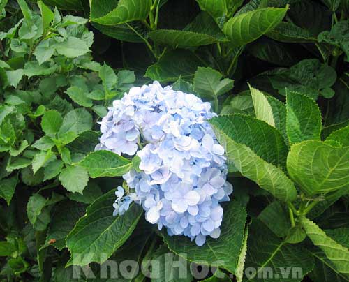 Hydrangea Flowers