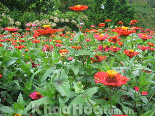 Flower Garden Sapa