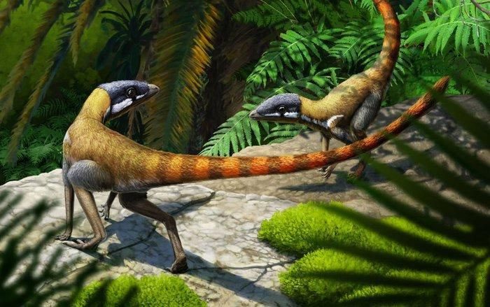 Scleromochlus