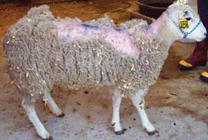 A sheep infected with classical Scrapie