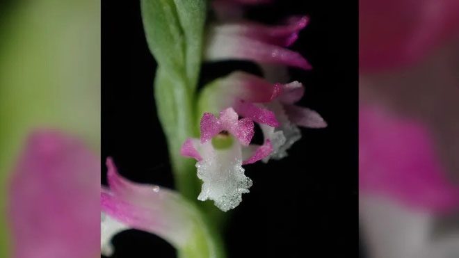 In fact, there are two species of Spiranthes on the Japanese mainland.