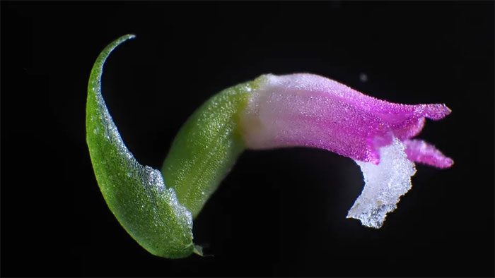 Spiranthes hachijoensis has petals that look like glass