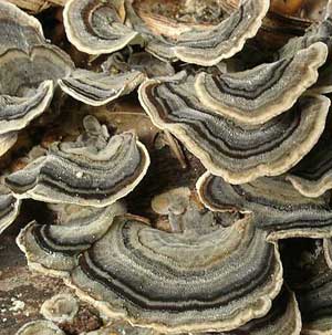 Turkey Tail Mushroom - Trametes versicolor
