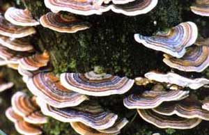 Turkey Tail Mushroom has HIV-inhibiting properties
