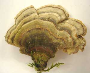Turkey Tail Mushroom - Trametes versicolor