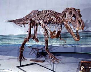 Tyrannosaurus rex