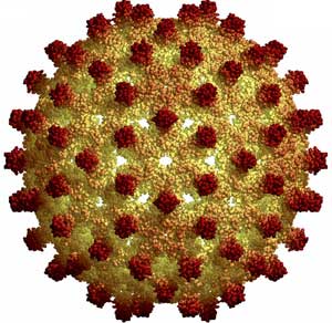 Hepatitis B Virus