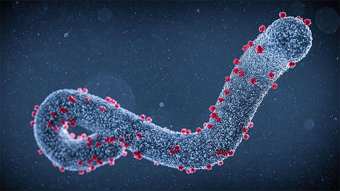 Characteristics of the Marburg virus include a high mortality rate upon infection