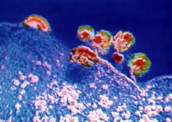 HIV Virus