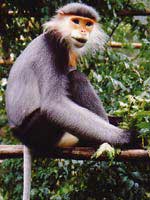 Gray-legged Langur (Photo: primatecenter)