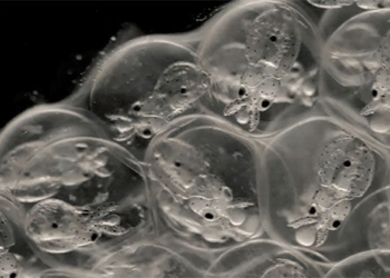 a different species is developing a brain similar to humans 125345