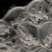 a different species is developing a brain similar to humans 125345