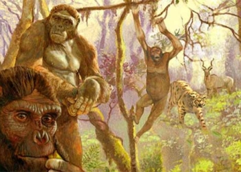 a type in brazil evolves to create tools like humans 125185