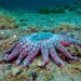 admire unique strange animals from the deep sea 126353