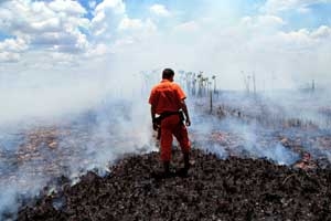 amazon rainforest at risk of becoming savanna 7321