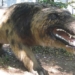 andrewsarchus one of the most terrifying carnivorous animals to ever exist 124963