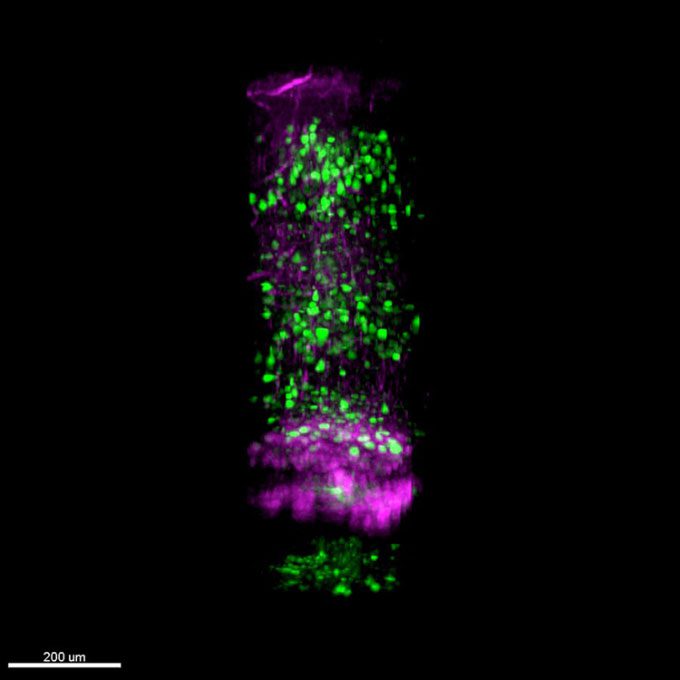 Images captured by the three-photon microscope