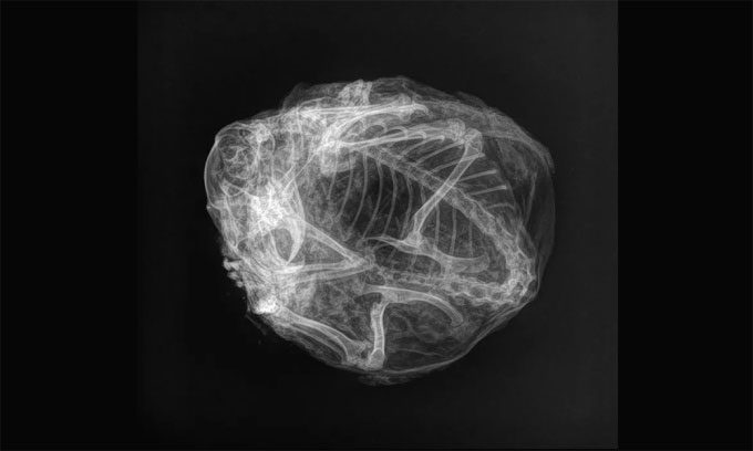 X-ray image showing the squirrel curled up, possibly for hibernation.