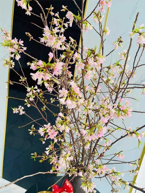 Northwest Cherry Blossoms