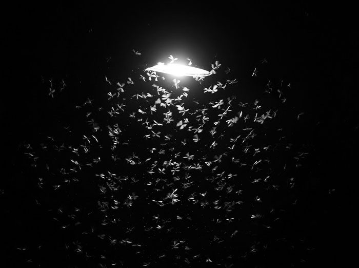 Insects misled by streetlights.