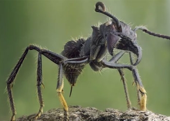 ant species small but with the most painful bite on the planet 125289