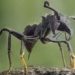 ant species small but with the most painful bite on the planet 125289
