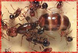 ants queen