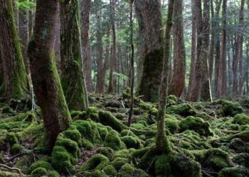 aokigahara the mysterious forest in japan 125372