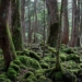 aokigahara the mysterious forest in japan 125372