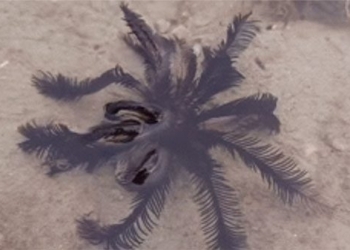 appearance of marine organisms moving through warm water 125989