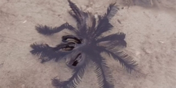 appearance of marine organisms moving through warm water 125989