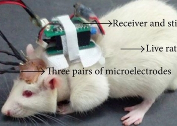 artificial intelligence integrated with the sense of smell of mice 126742