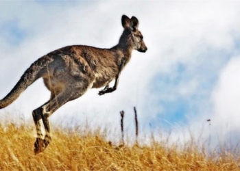australia allows the hunting of millions of kangaroos every year 126610
