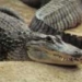 australia strong earth origin of crocodile 6286