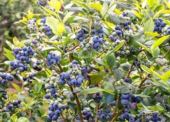 australia test using flies to collect plant samples 126670