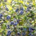 australia test using flies to collect plant samples 126670