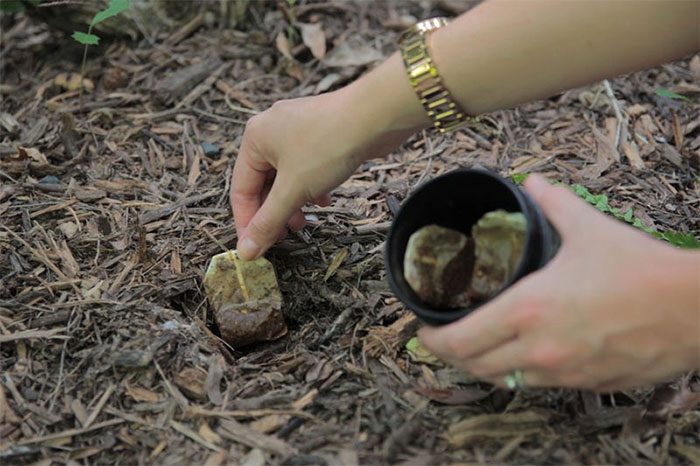 Organic fertilizer from tea leaves promotes beneficial bacteria for plants.