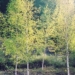 bach duong betula platyphylla beautiful tree 6205