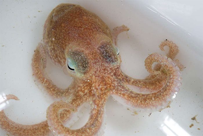 Turquet Octopus