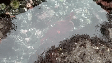 The red octopus can be seen hiding just below the surface.