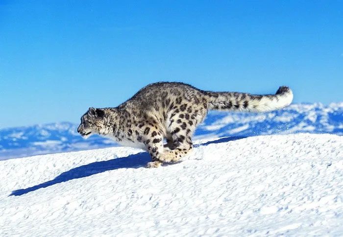 Snow Leopard