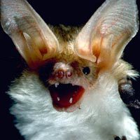 bat