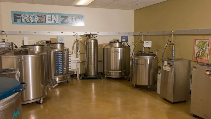 At the Frozen Zoo, specimens are kept in cold storage.
