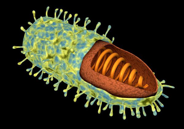 Rabies Virus