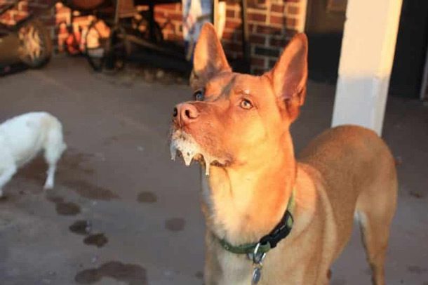 96% of human rabies cases in Southeast Asia are due to dog bites