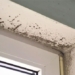 beware of dangerous foes appearing everywhere when humid weather lingers 125689