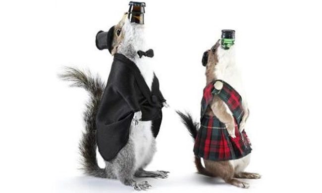 Stuffed Squirrel Beer