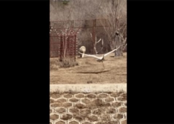 big bird fell into lion cage and the surprising conclusion 126638