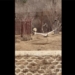 big bird fell into lion cage and the surprising conclusion 126638