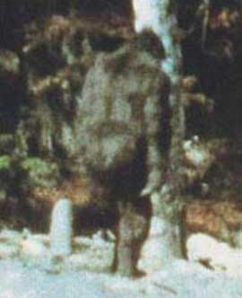 Bigfoot